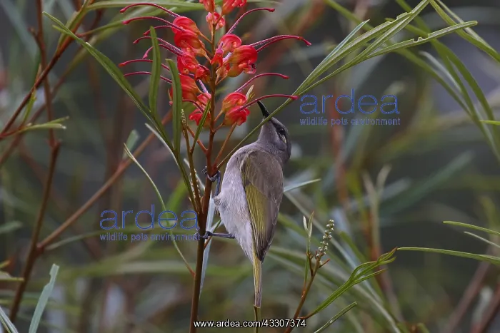  : Brown Honeyeater