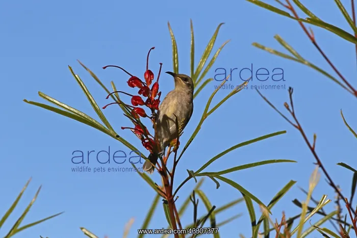  : Brown Honeyeater