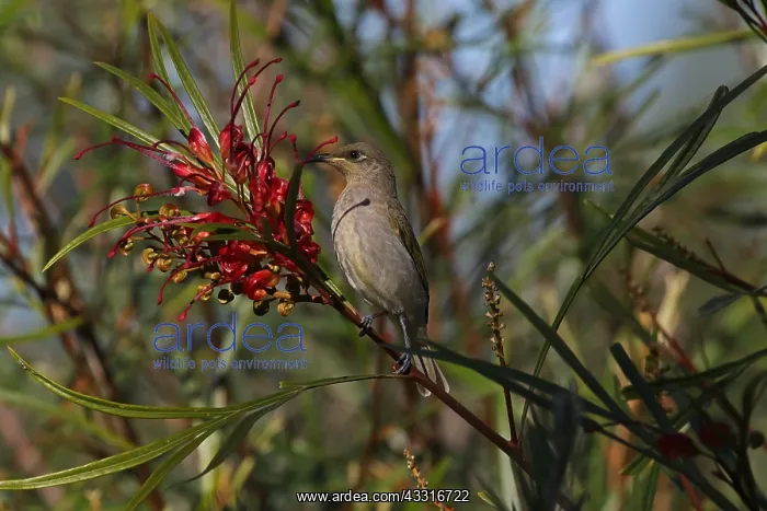  : Brown Honeyeater
