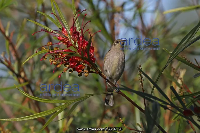  : Brown Honeyeater