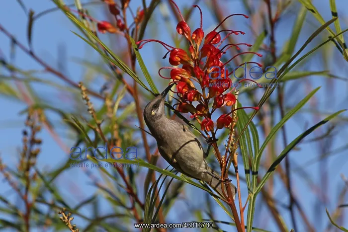  : Brown Honeyeater