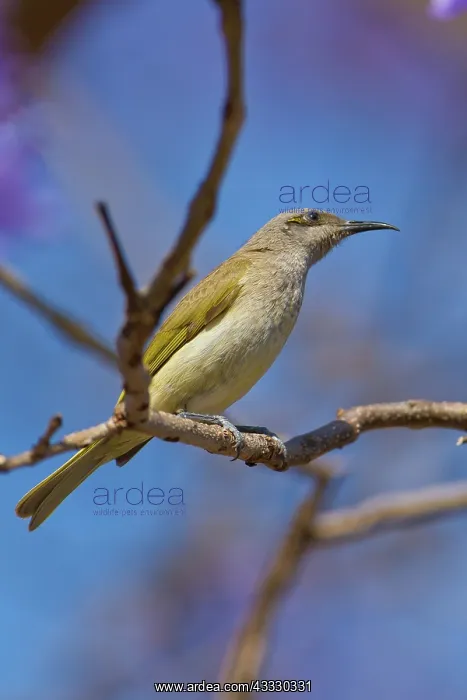 : Brown Honeyeater : Brown Honeyeater