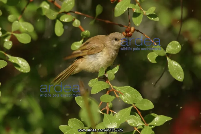 : Brown Honeyeater - Bathing : Brown Honeyeater - Bathing