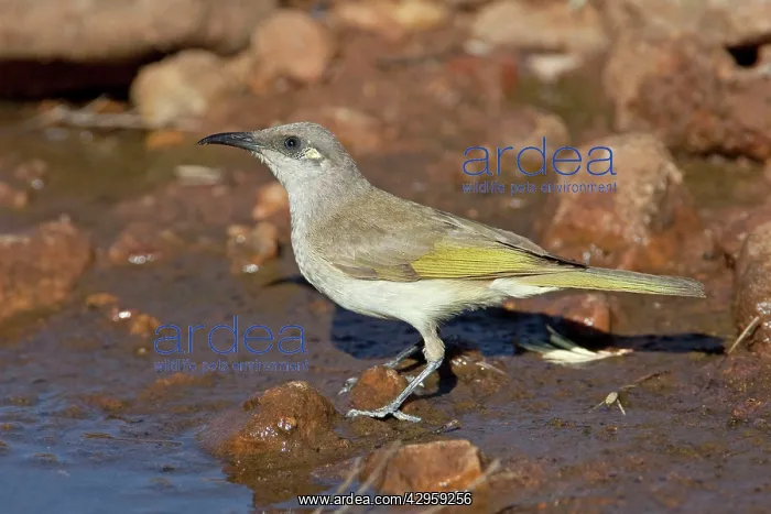 : Brown Honeyeater - coming to drink at a pool in Donkey Creek : Brown Honeyeater - coming to drink at a pool in Donkey Creek