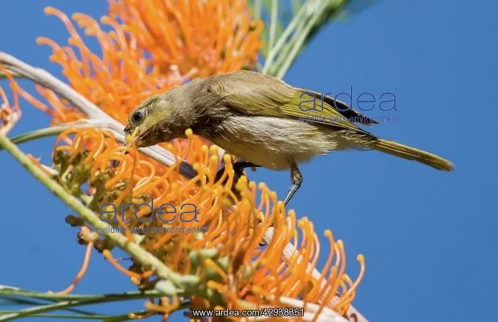 : Brown Honeyeater - feeding on Fern-leafed Grevillea : Brown Honeyeater - feeding on Fern-leafed Grevillea