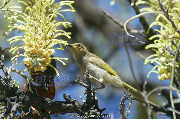 : Brown HONEYEATER - feeding on long-leaved Corkwood : Brown HONEYEATER - feeding on long-leaved Corkwood