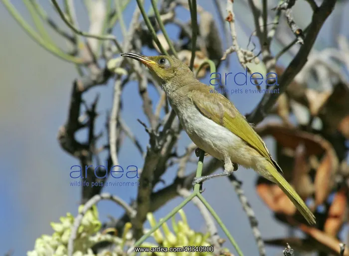 : Brown HONEYEATER - feeding on long-leaved Corkwood : Brown HONEYEATER - feeding on long-leaved Corkwood