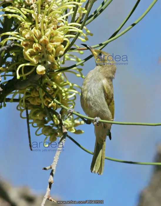  : Brown HONEYEATER - feeding on long-leaved Corkwood