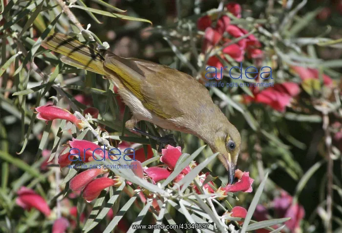 : Brown HONEYEATER - feeding on native fuchsia : Brown HONEYEATER - feeding on native fuchsia