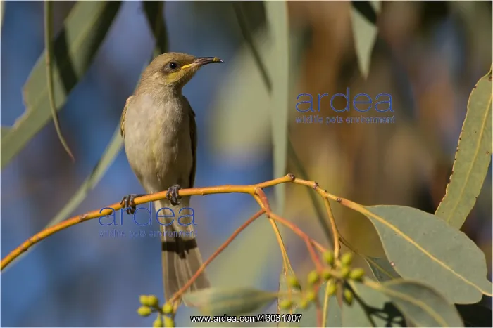 : Brown Honeyeater - Perched in a eucalypt - at Papunya : Brown Honeyeater - Perched in a eucalypt - at Papunya