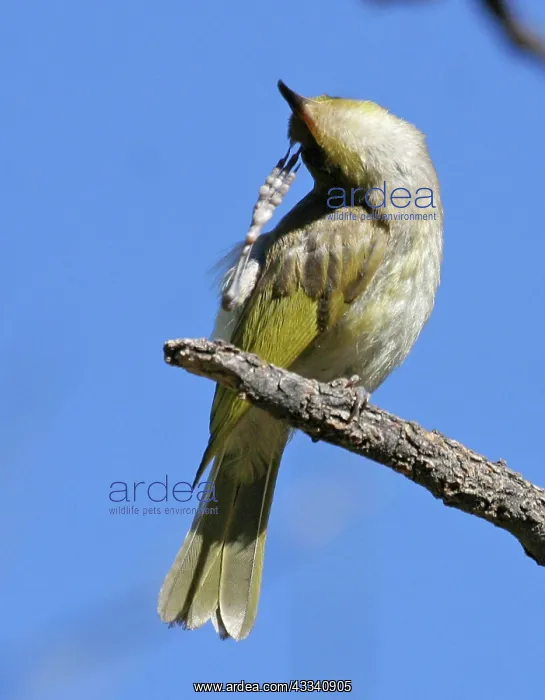 : Brown HONEYEATER - scratching head : Brown HONEYEATER - scratching head