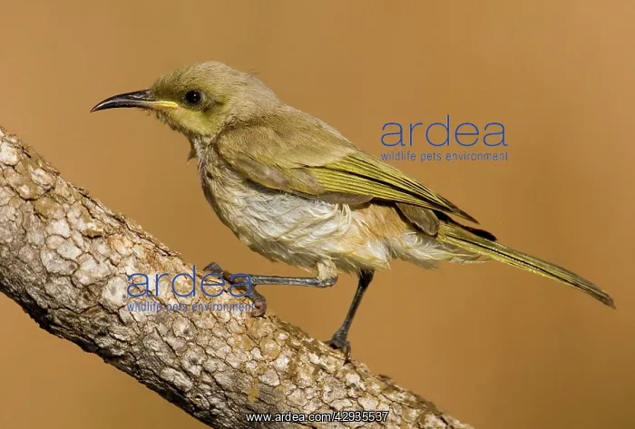 : Brown Honeyeater wet from bathing : Brown Honeyeater wet from bathing