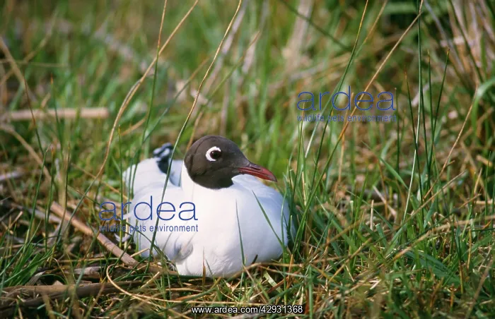 : Brown-hooded Gull : Brown-hooded Gull