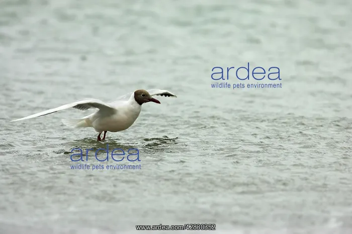 : Brown Hooded Gull - Taking off from sea : Brown Hooded Gull - Taking off from sea