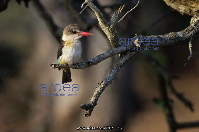 : Brown-hooded kingfisher : Brown-hooded kingfisher