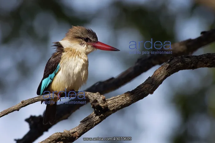 : Brown-hooded kingfisher : Brown-hooded kingfisher