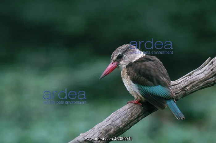 : Brown-hooded Kingfisher : Brown-hooded Kingfisher