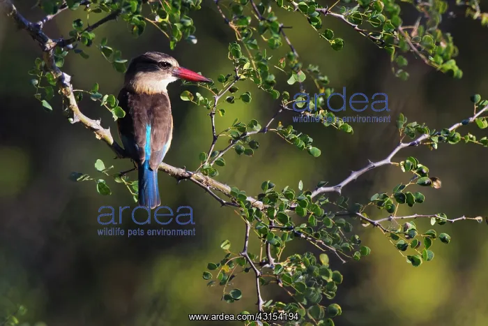 : Brown-hooded kingfisher : Brown-hooded kingfisher