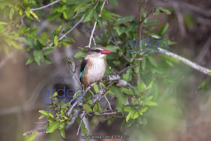 : Brown-hooded kingfisher : Brown-hooded kingfisher