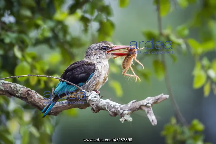  : Brown hooded Kingfisher (Halcyon albiventri) in