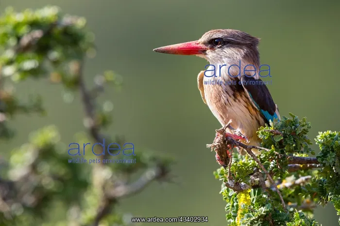 : Brown-hooded kingfisher (Halcyon albiventris), perching : Brown-hooded kingfisher (Halcyon albiventris), perching
