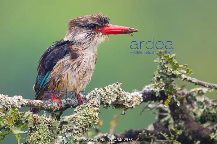 : Brown-hooded kingfisher (Halcyon albiventris), perching : Brown-hooded kingfisher (Halcyon albiventris), perching