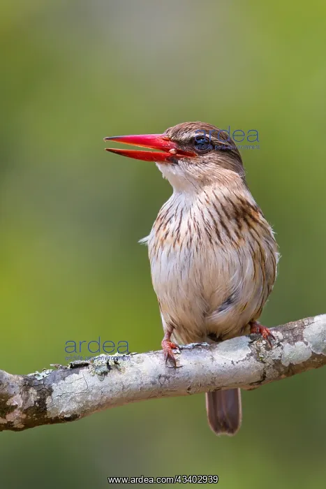 : Brown-hooded kingfisher (Halcyon albiventris), perching : Brown-hooded kingfisher (Halcyon albiventris), perching