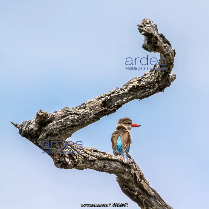 : Brown-hooded Kingfisher in Kruger National park : Brown-hooded Kingfisher in Kruger National park