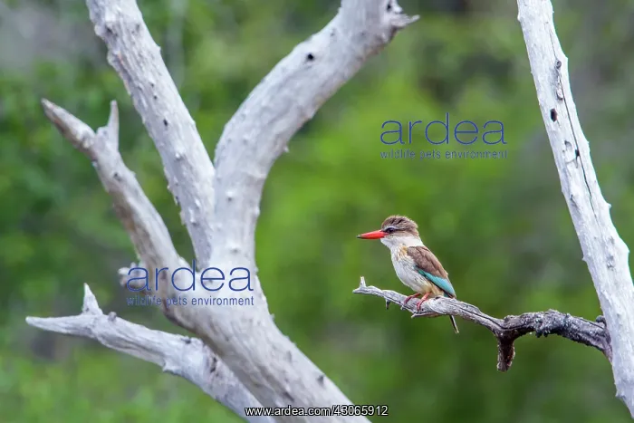 : Brown-hooded Kingfisher in Kruger National park : Brown-hooded Kingfisher in Kruger National park