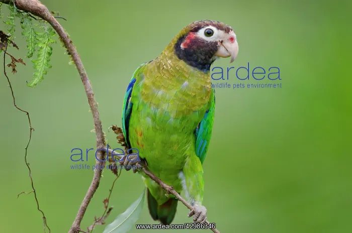 : Brown-hooded Parrot : Brown-hooded Parrot