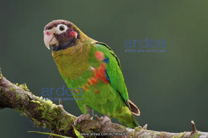 : Brown-hooded Parrot : Brown-hooded Parrot