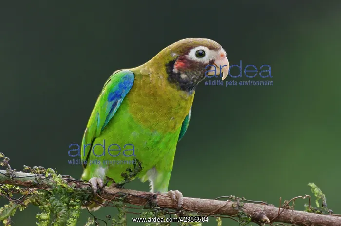 : Brown-hooded Parrot : Brown-hooded Parrot