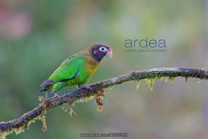 : Brown-hooded Parrot Pyrilia haematotis Boco Tapada, Costa Ri : Brown-hooded Parrot Pyrilia haematotis Boco Tapada, Costa Ri