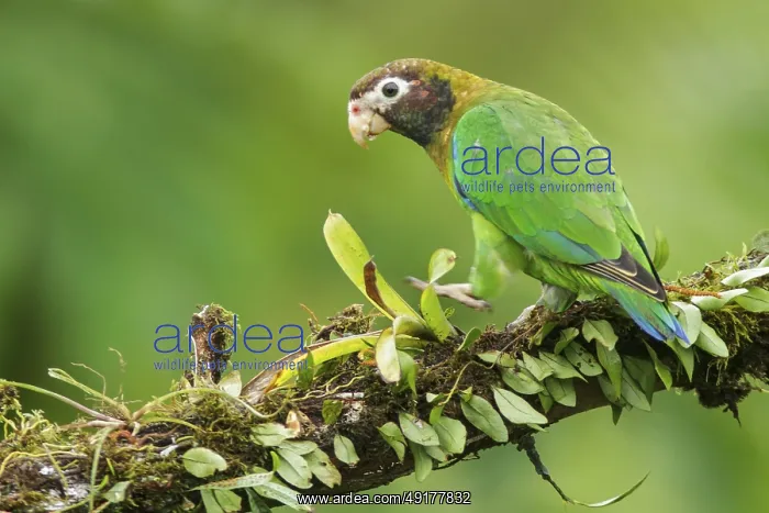 : Brown-hooded Parrot (Pyrilia haematotis) perched on a branch in Costa Rica : Brown-hooded Parrot (Pyrilia haematotis) perched on a branch in Costa Rica