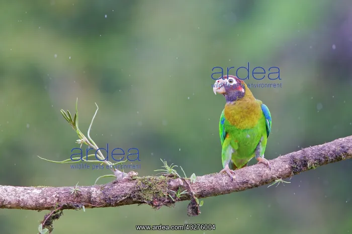 : Brown-hooded Parrot - in rain Pyrilia haematotis Boco Tapada : Brown-hooded Parrot - in rain Pyrilia haematotis Boco Tapada