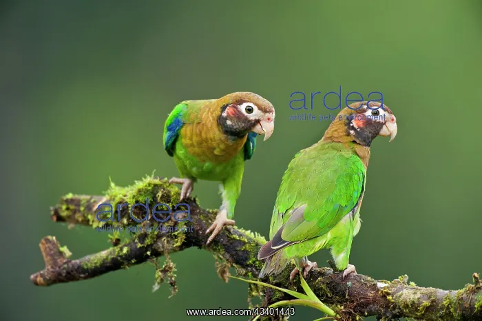 : Brown-hooded Parrots : Brown-hooded Parrots