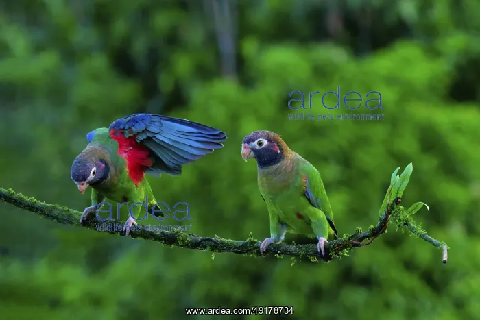 : Two Brown-hooded Parrots (Pyrilia haematotis) sitting on a branch : Two Brown-hooded Parrots (Pyrilia haematotis) sitting on a branch