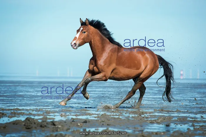 : Brown horse, warmblood with blaze galloping in the : Brown horse, warmblood with blaze galloping in the