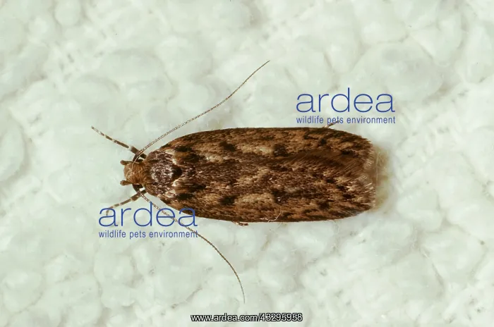 : BROWN HOUSE MOTH - Pest of carpets, etc : BROWN HOUSE MOTH - Pest of carpets, etc