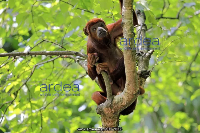 : Brown howler (Alouatta guariba) : Brown howler (Alouatta guariba)