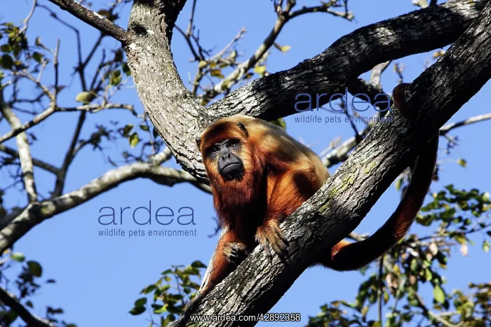 : Brown Howler Monkey : Brown Howler Monkey