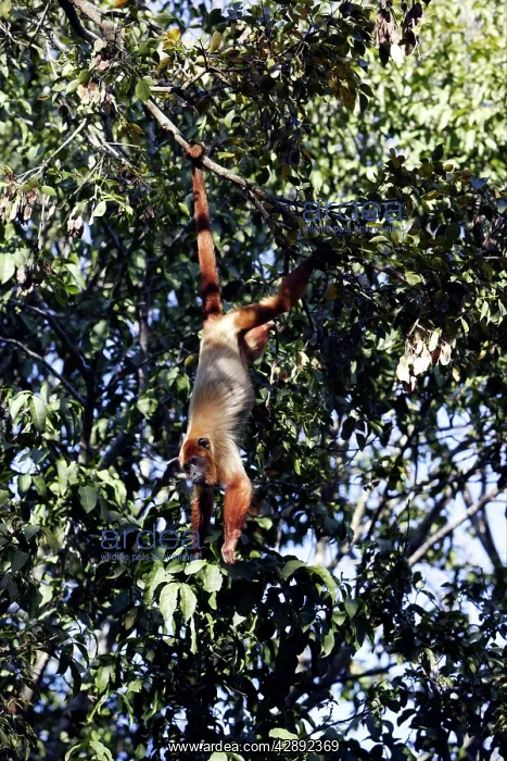 : Brown Howler Monkey : Brown Howler Monkey