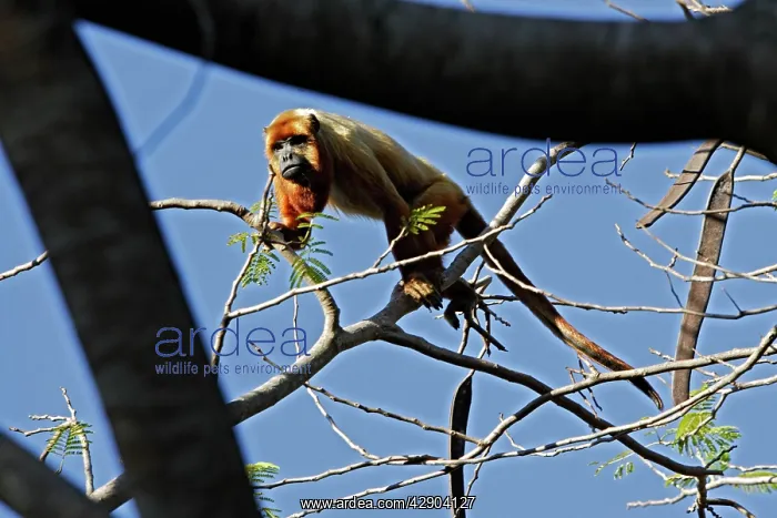 : Brown Howler Monkey : Brown Howler Monkey