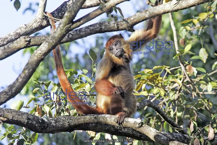  : Brown Howler Monkey