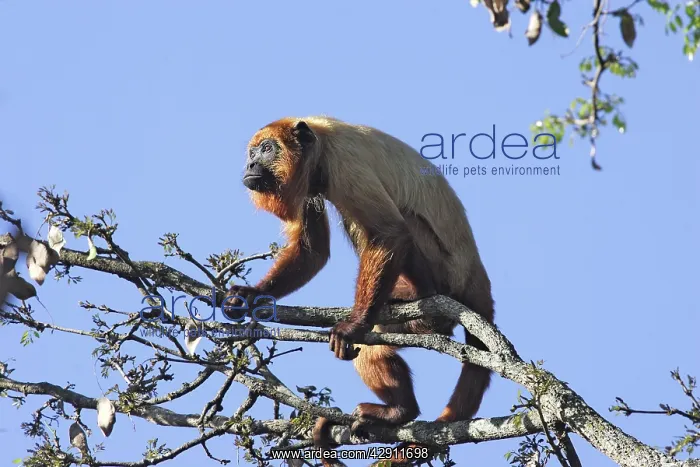 : Brown Howler Monkey : Brown Howler Monkey