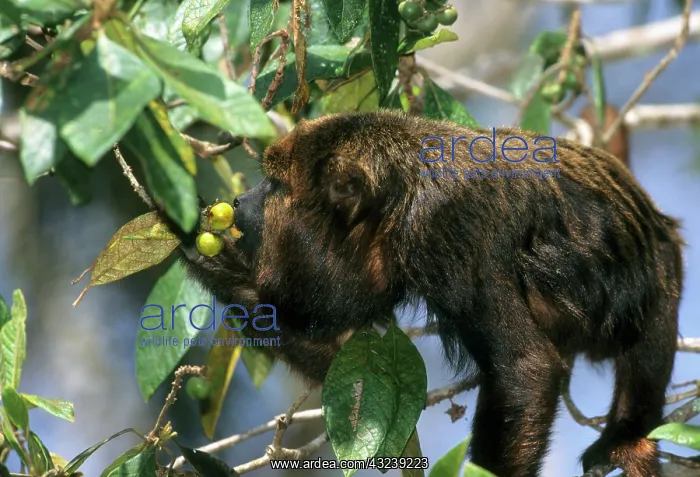 : Brown Howler Monkey, (Alouatta fusca), endangered : Brown Howler Monkey, (Alouatta fusca), endangered