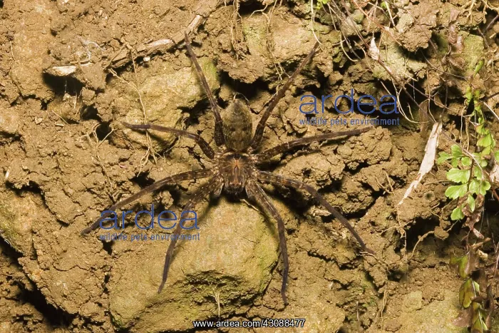 : Brown huntsman spider : Brown huntsman spider