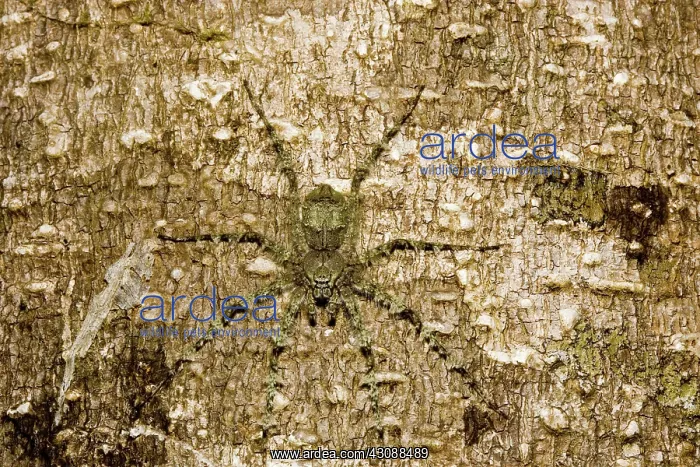 : Brown huntsman spider : Brown huntsman spider