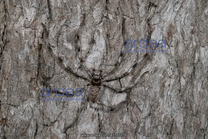: Brown Huntsman Spider : Brown Huntsman Spider