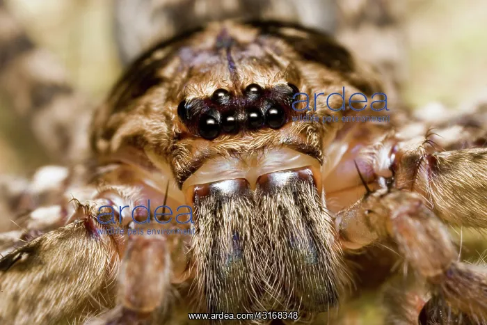 : Brown Huntsman Spider : Brown Huntsman Spider